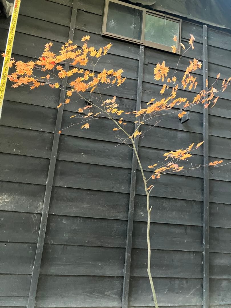 400 山採り　コハウチワカエデ