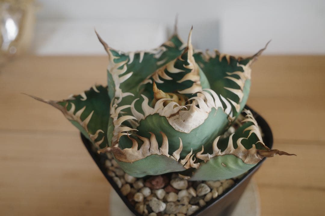 ★現状ラスト★【発根済子株】アガベ　オテロイ　オアハカ現地実生