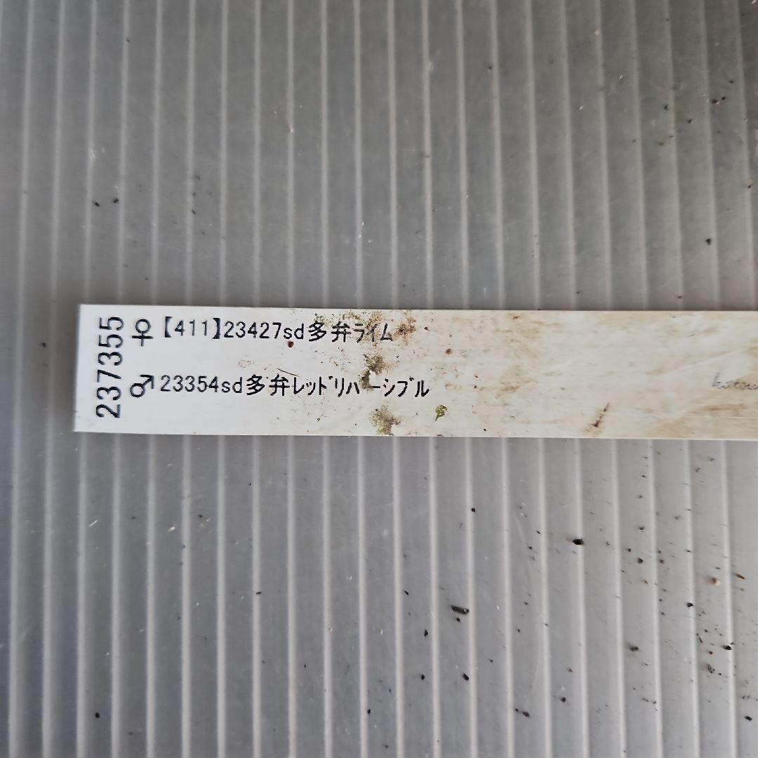 夕映え様ご購入苗㉖-207㉖-244クリスマスローズ