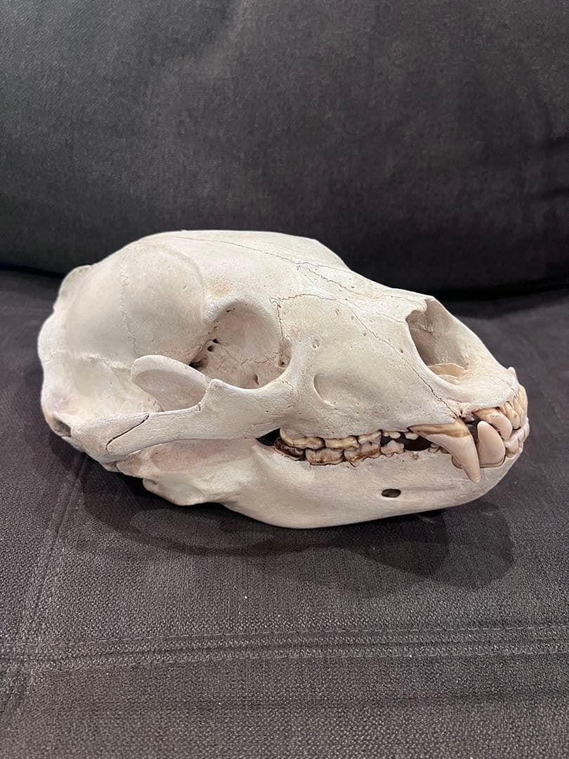 ツキノワグマ 熊 頭骨 頭蓋骨 骨格標本