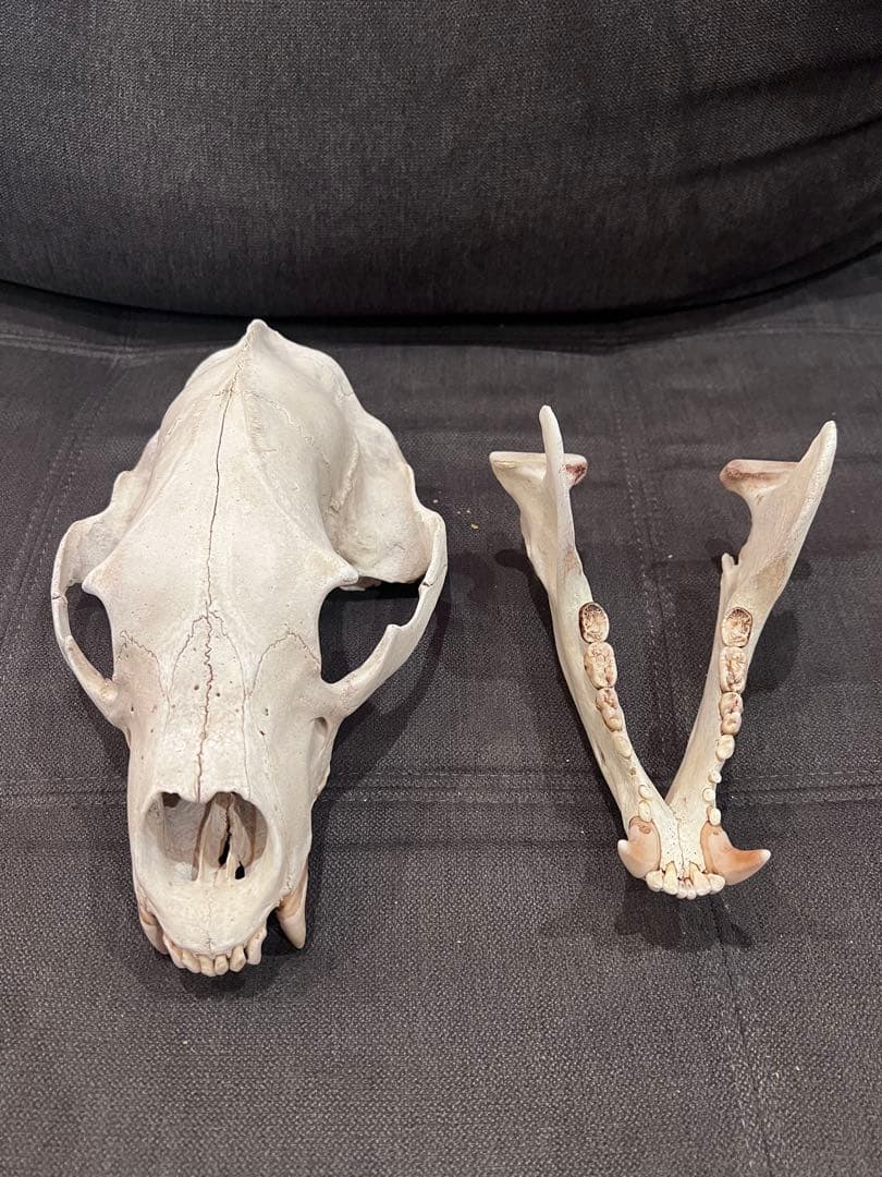 ツキノワグマ 熊 頭骨 頭蓋骨 骨格標本
