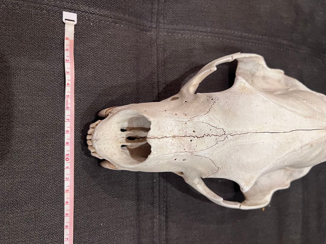 ツキノワグマ 熊 頭骨 頭蓋骨 骨格標本