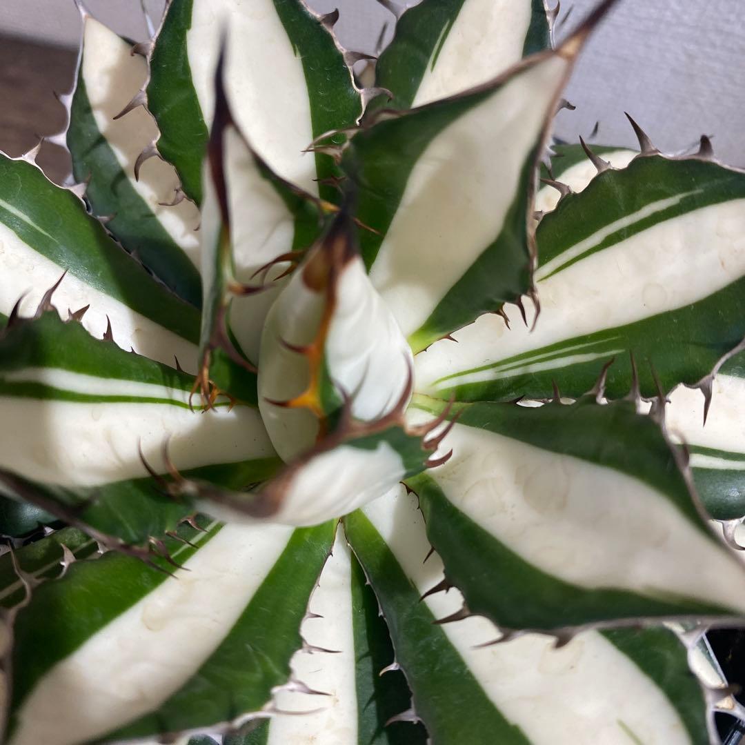 アガベ　ホリダ白中斑入　極上2