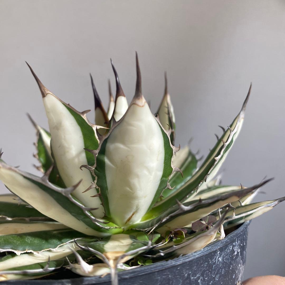 アガベ　ホリダ白中斑入　極上2