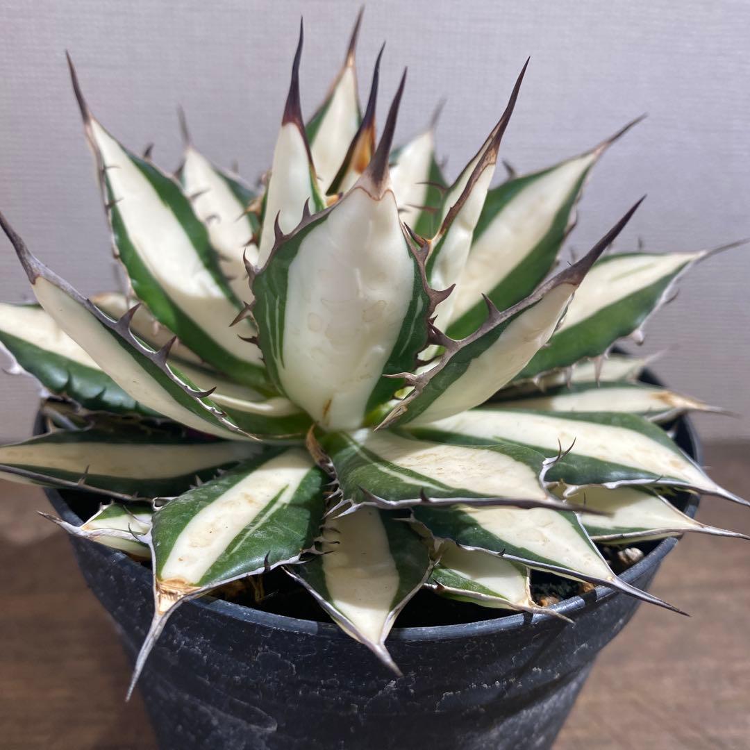 アガベ　ホリダ白中斑入　極上2