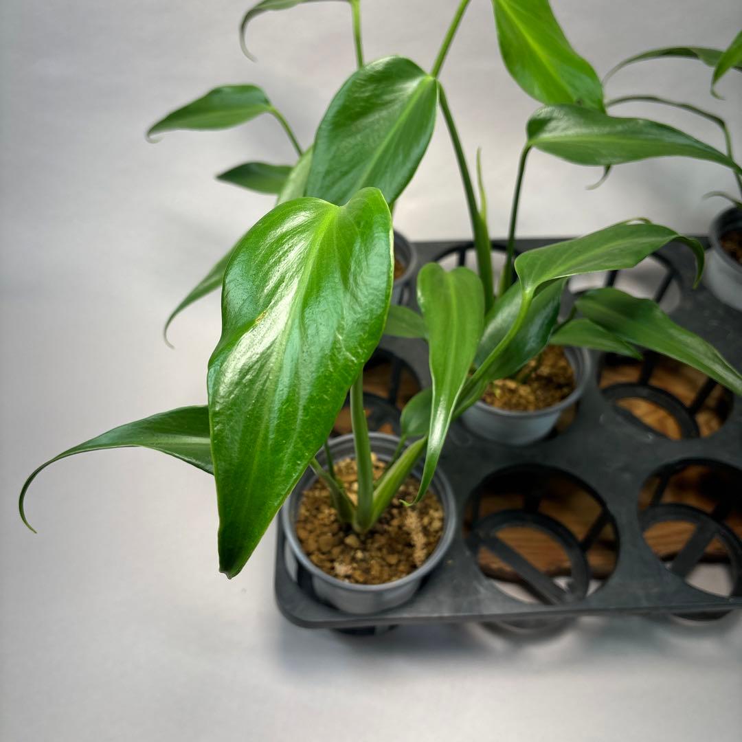 ち*か様 5株セットms14モンステラ バールマルクスフレーム