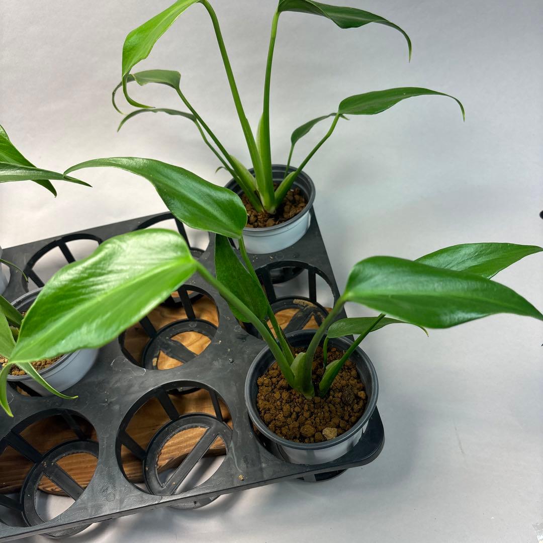 ち*か様 5株セットms14モンステラ バールマルクスフレーム