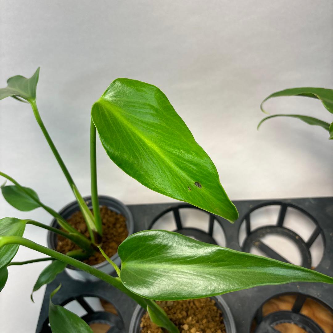 ち*か様 5株セットms14モンステラ バールマルクスフレーム