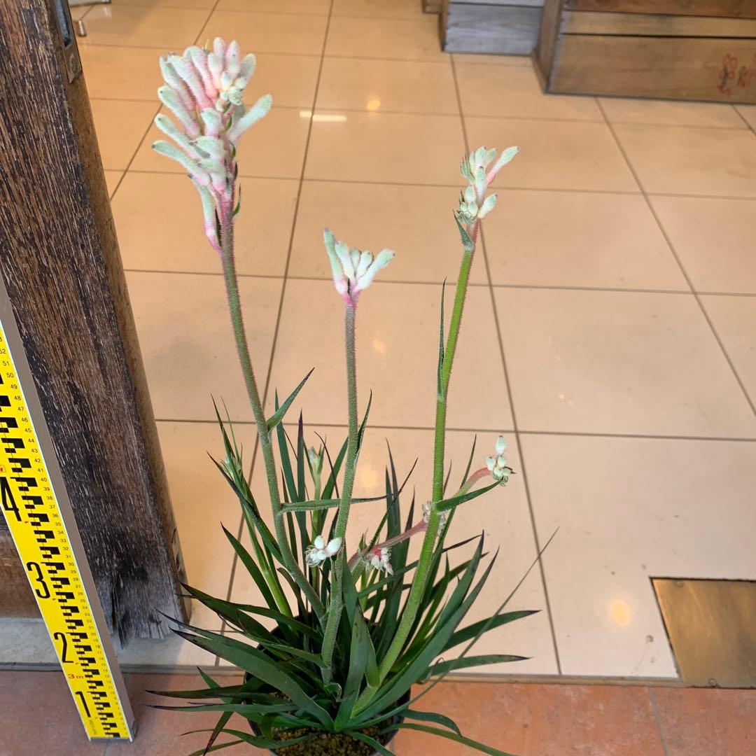 のこのこ　カンガルーポー3点