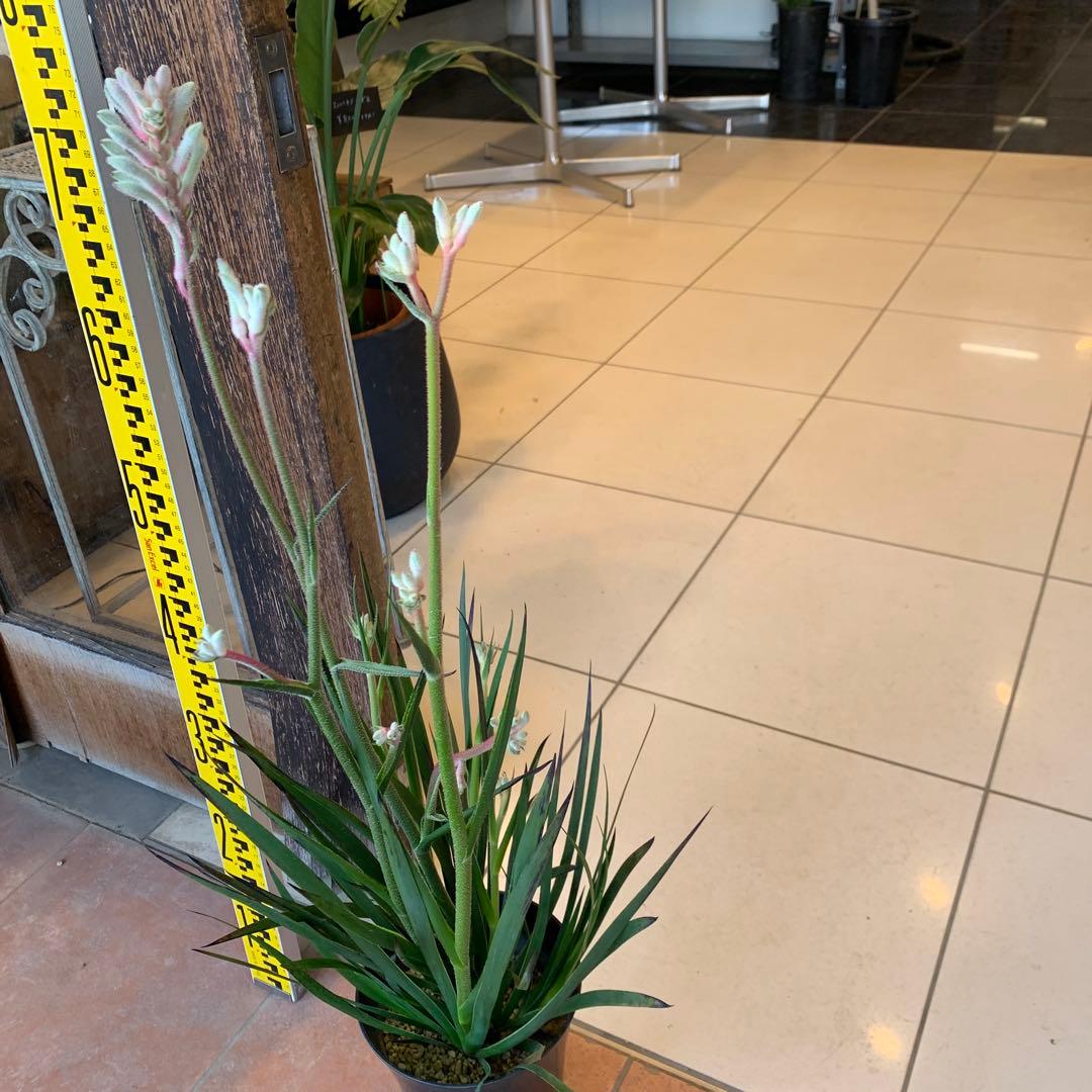 のこのこ　カンガルーポー3点