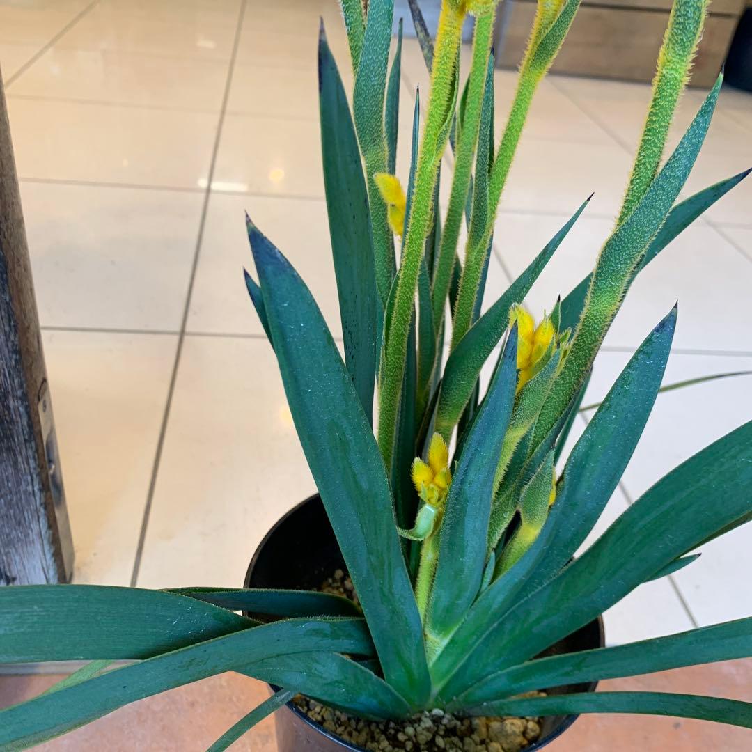 のこのこ　カンガルーポー3点