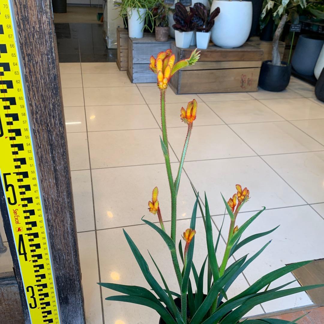 のこのこ　カンガルーポー3点