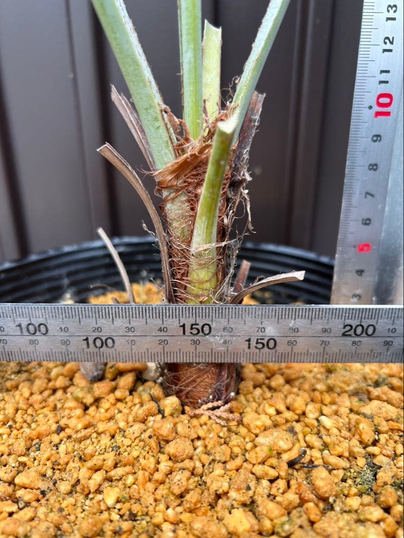 ブラヘア アルマータ V 特白個体