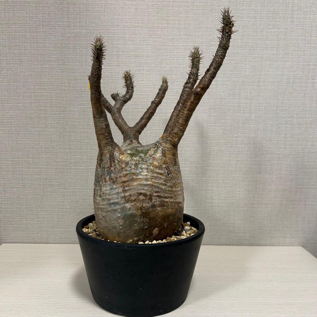 パキポディウム・グラキリス③　発根済み　現地球