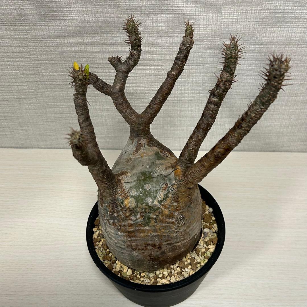 パキポディウム・グラキリス③　発根済み　現地球