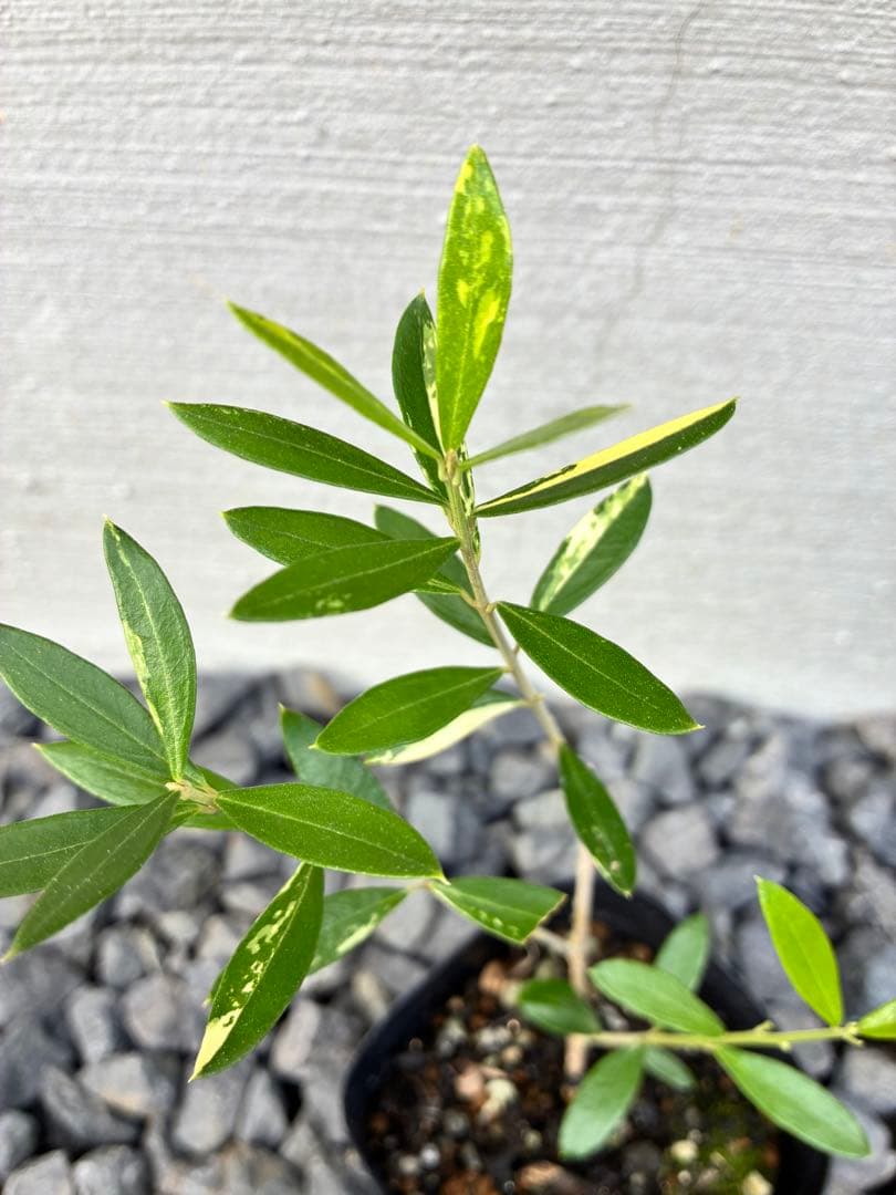 斑入りオリーブ苗　④