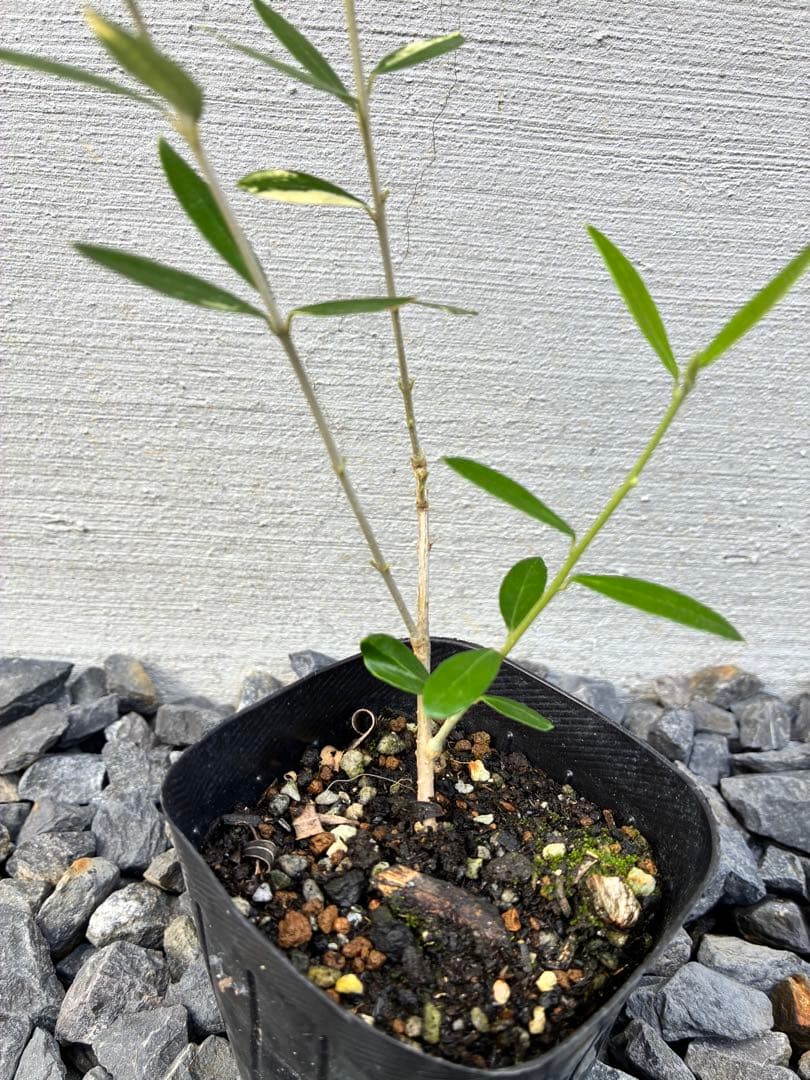 斑入りオリーブ苗　④
