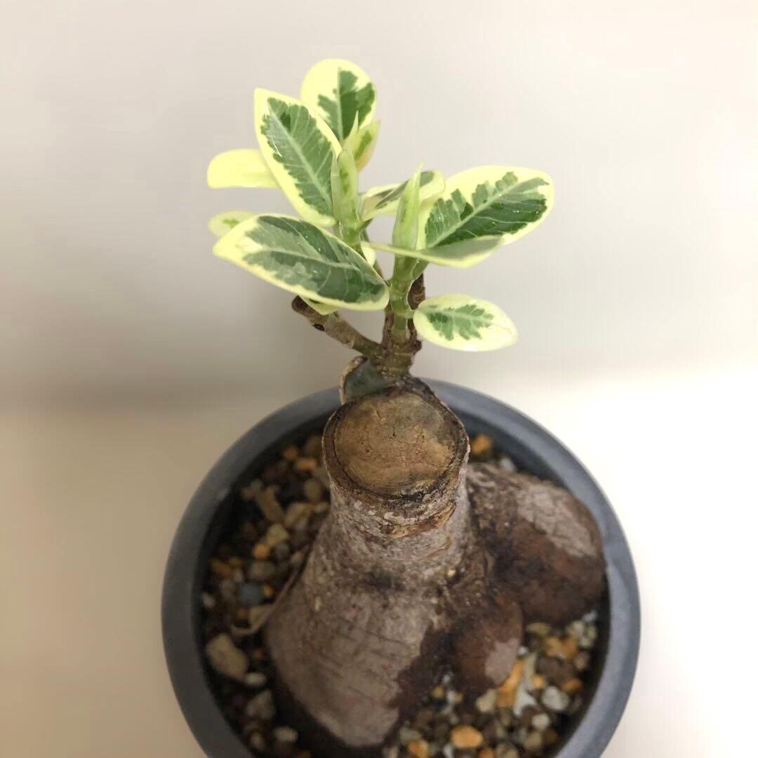 パンダ　ガジュマル　斑入り　接木