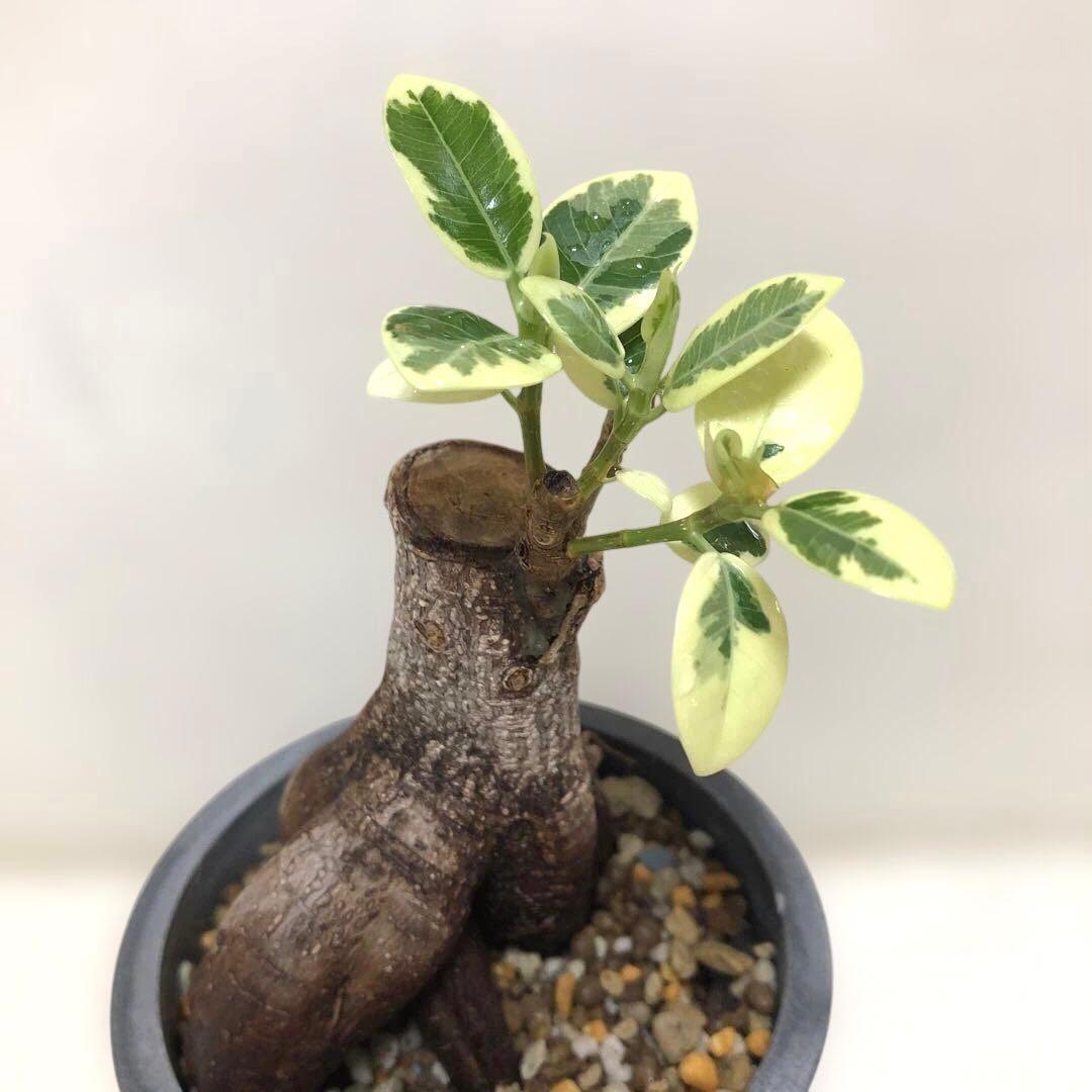 パンダ　ガジュマル　斑入り　接木