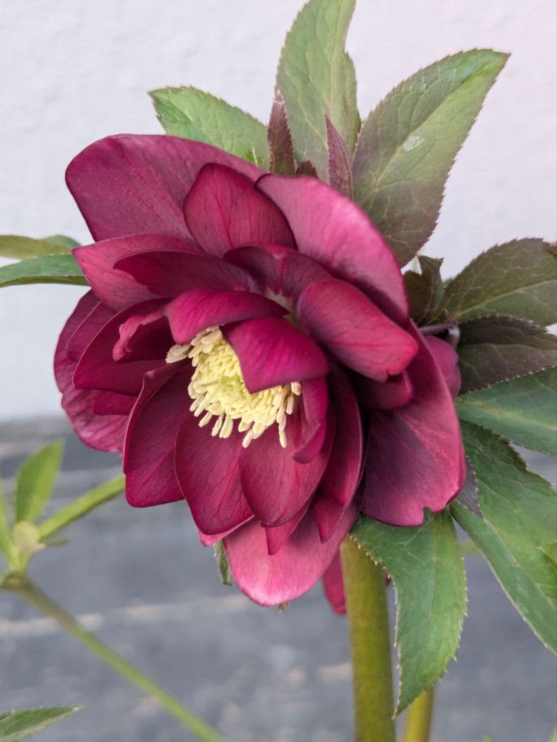 広瀬園芸 クリスマスローズ レッドリバーシブルDD｜内黒赤×裏ワインレッド