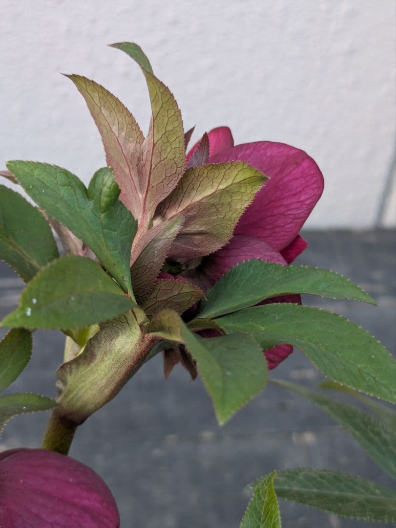 広瀬園芸 クリスマスローズ レッドリバーシブルDD｜内黒赤×裏ワインレッド