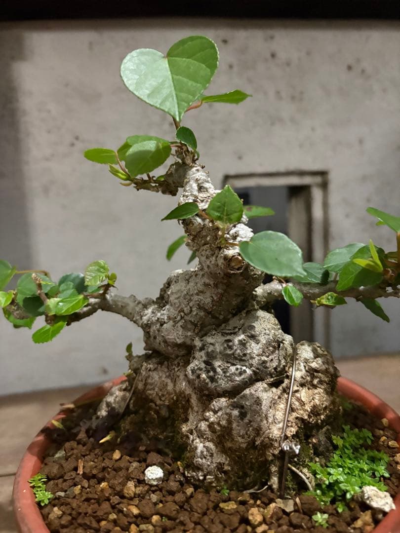専用　オオハマボウ　小品盆栽　太幹　ハート型の葉