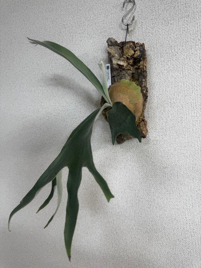 P. Lion Head ライオンヘッド　ビカクシダ　株分け　OC コルク