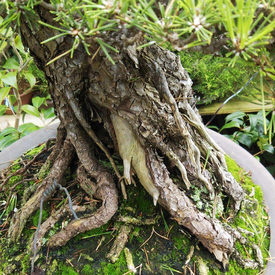 時代物 四国黒松 大品 根あがり盆栽 購入してから41年経過