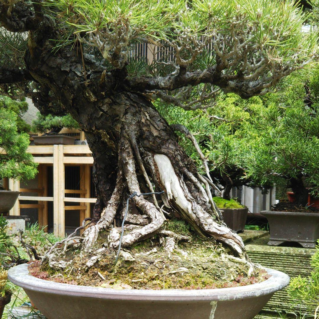 時代物 四国黒松 大品 根あがり盆栽 購入してから41年経過