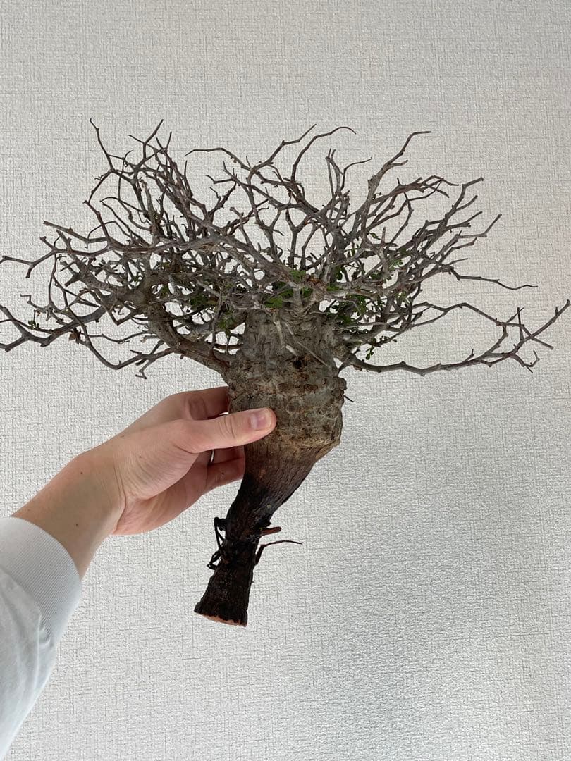 【2025年3月20日入荷 新鮮株③】オペルクリカリア パキプス ベアルート