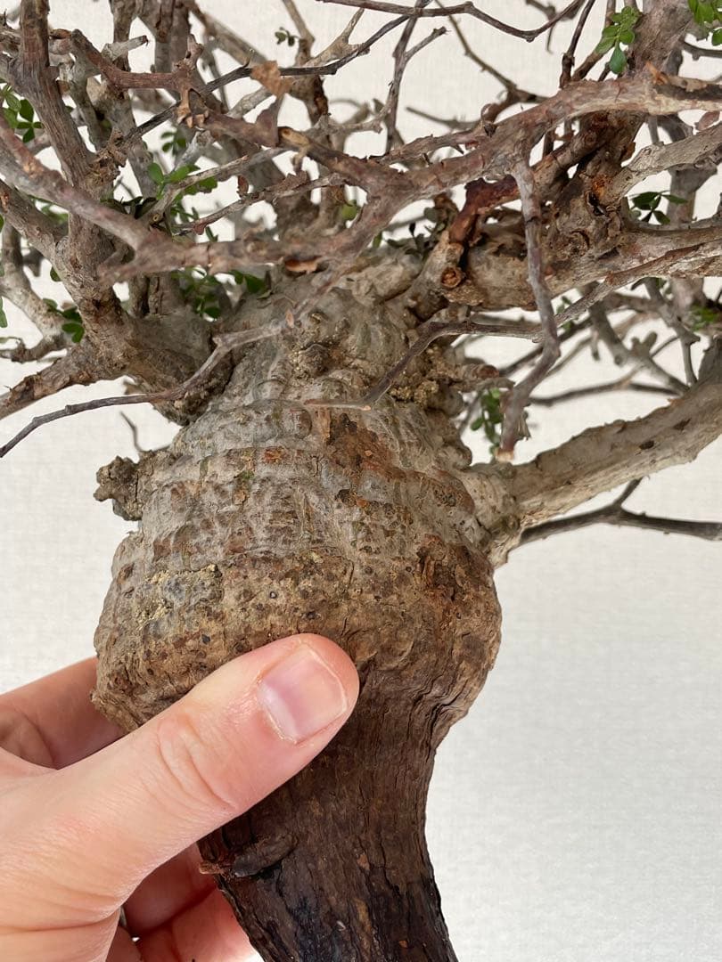 【2025年3月20日入荷 新鮮株③】オペルクリカリア パキプス ベアルート