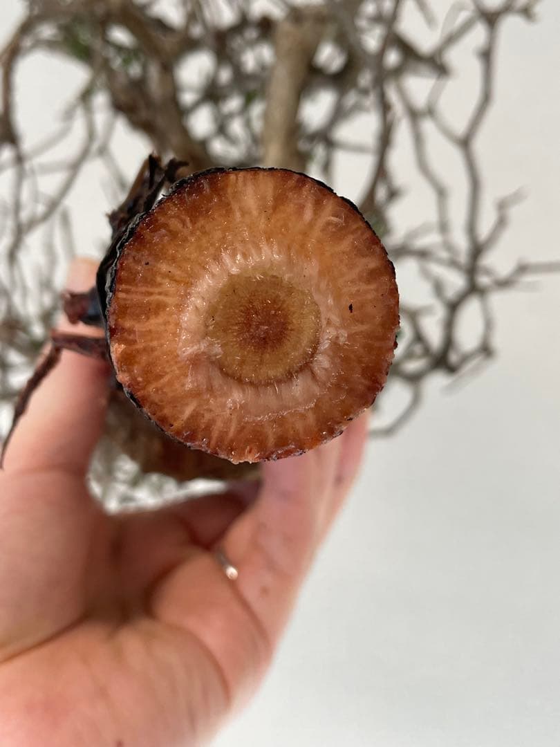 【2025年3月20日入荷 新鮮株③】オペルクリカリア パキプス ベアルート