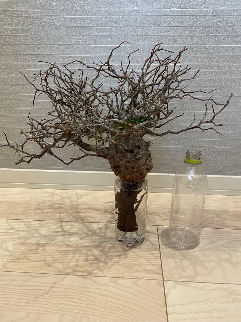 【2025年3月20日入荷 新鮮株③】オペルクリカリア パキプス ベアルート