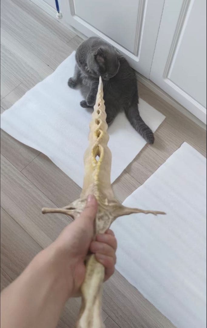 天原鈴音　神の遺剣