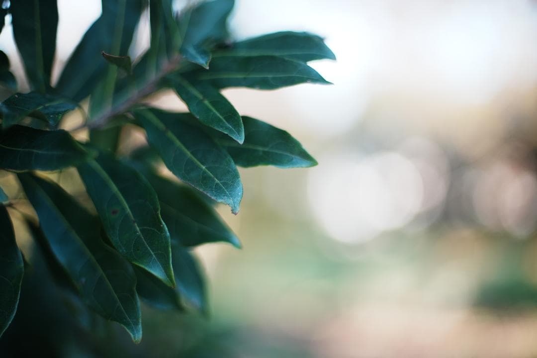 【整備＆テスト済】Nikon Ai Nikkor 50mm F1.4 994