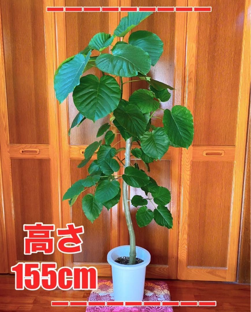フィカスウンベラータ 8号鉢 高さ155cm