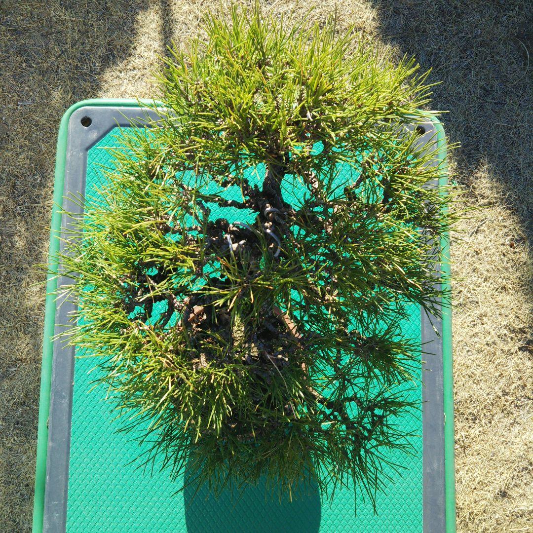 タイムセール⭕️ 実生65年 黒松盆栽 送料無料 BONSAI 盆栽 インテリア