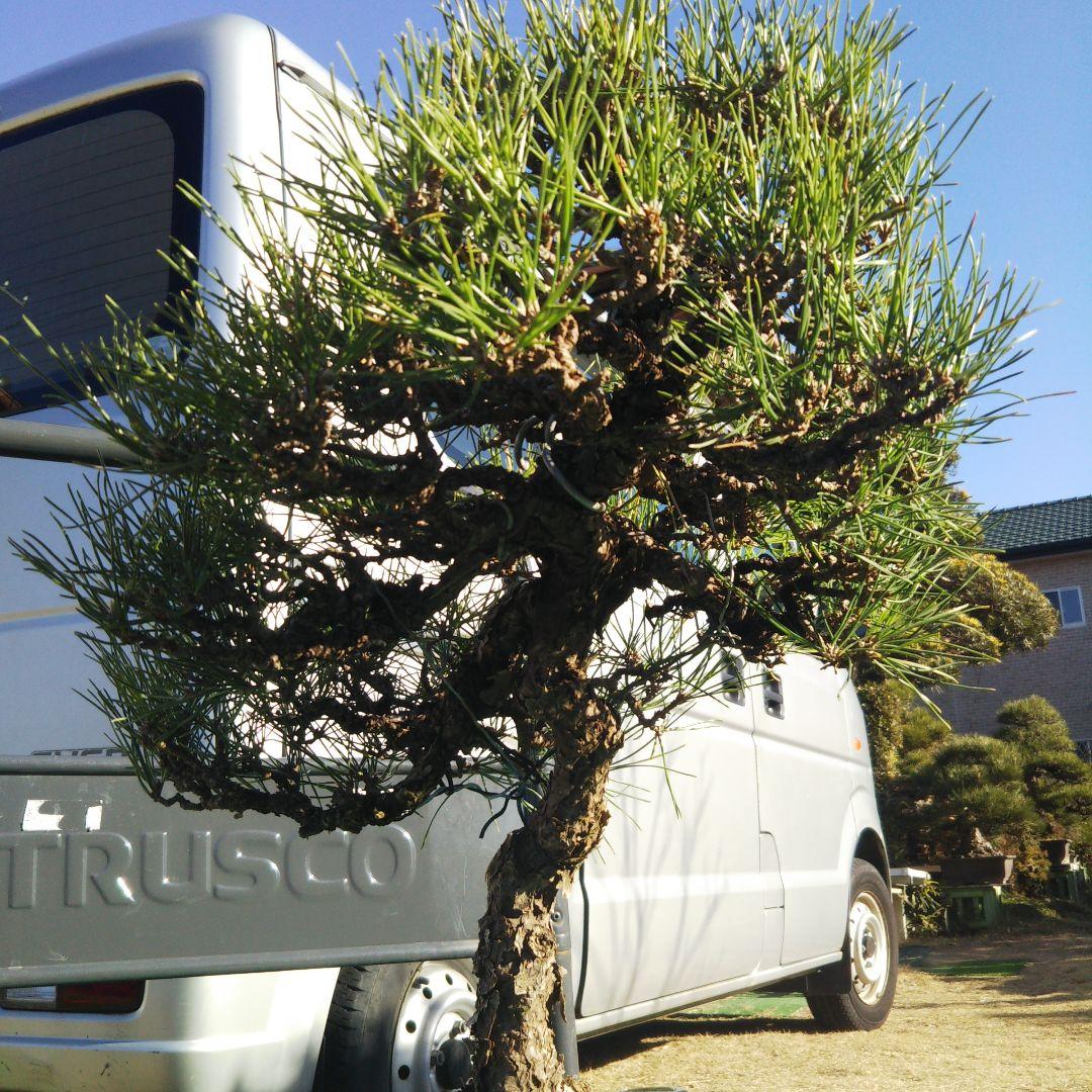 タイムセール⭕️ 実生65年 黒松盆栽 送料無料 BONSAI 盆栽 インテリア