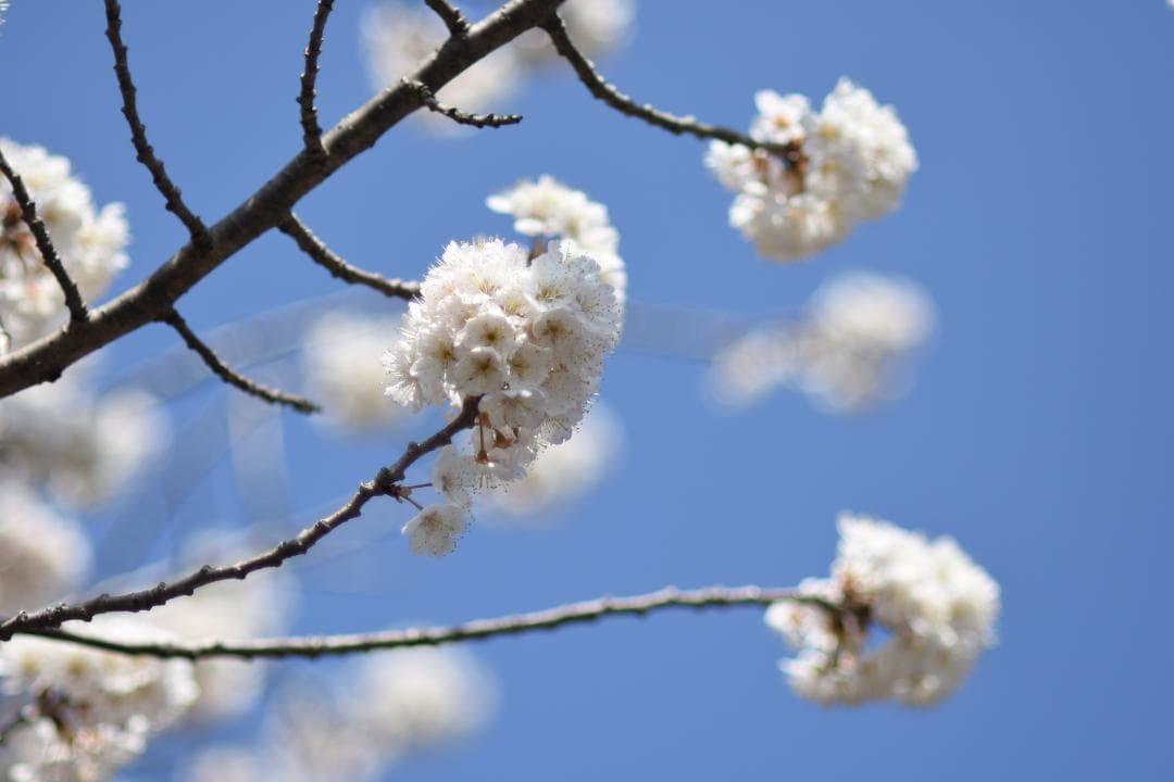 Nikon Ai AF Nikkor 85mm F1.8 光学クリアー