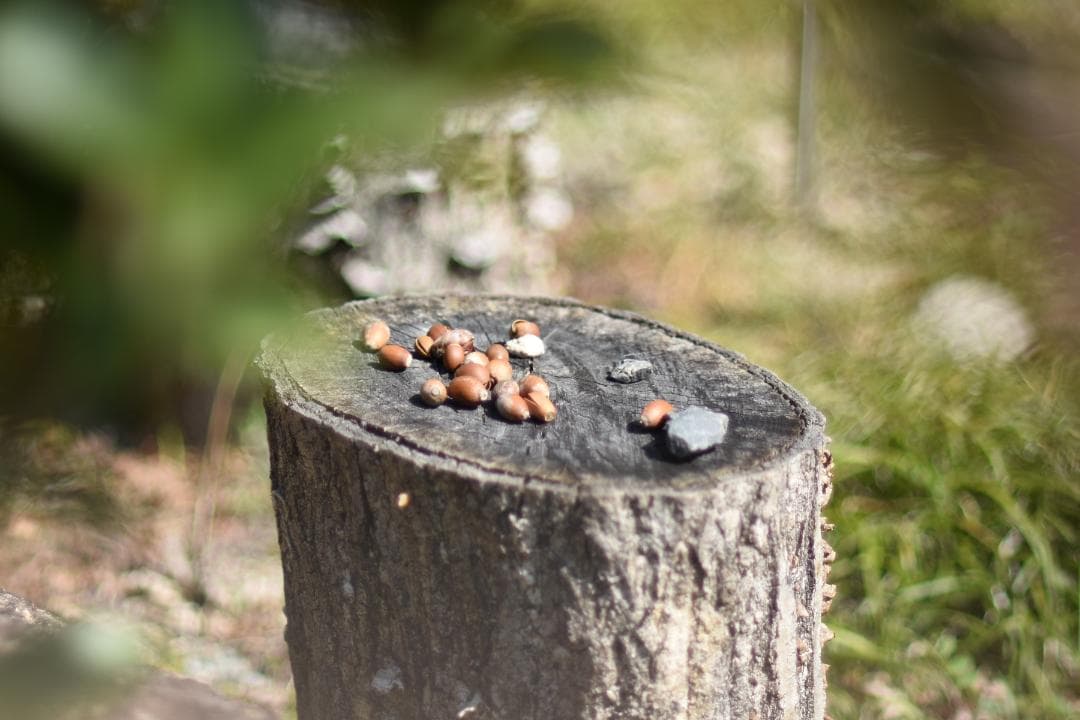 Nikon Ai AF Nikkor 85mm F1.8 光学クリアー