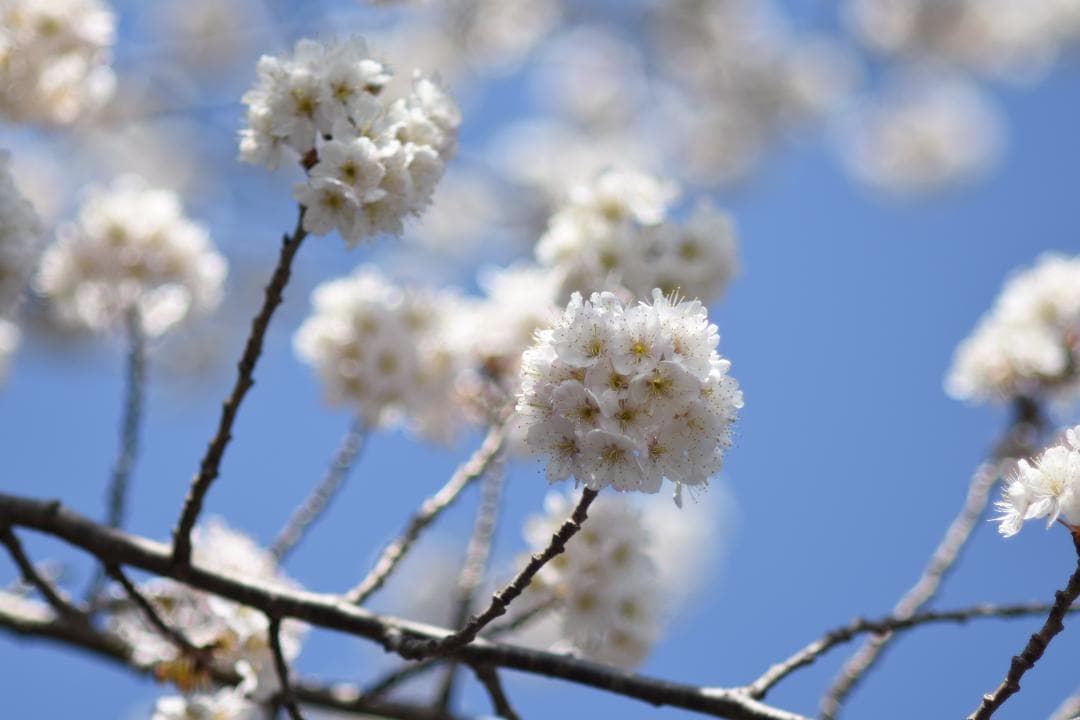 Nikon Ai AF Nikkor 85mm F1.8 光学クリアー