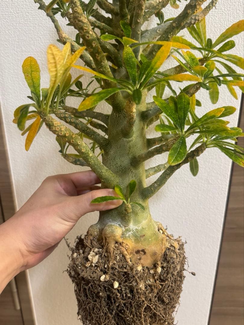 激太　ドルステニアギガス