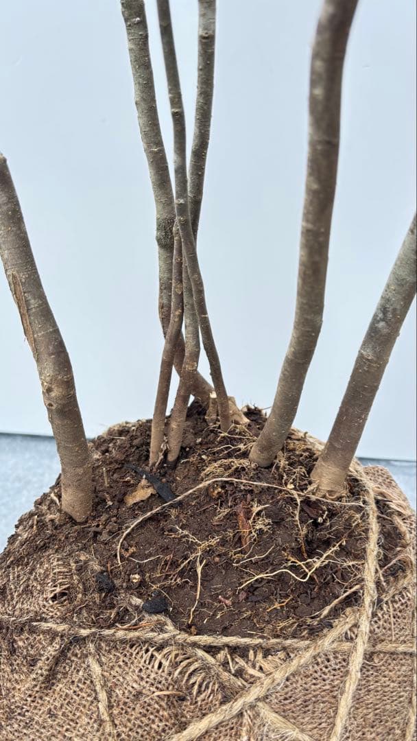 美しい樹形が魅力的 山採り ハイノキ 株立 645 樹高1.6m位 高級樹