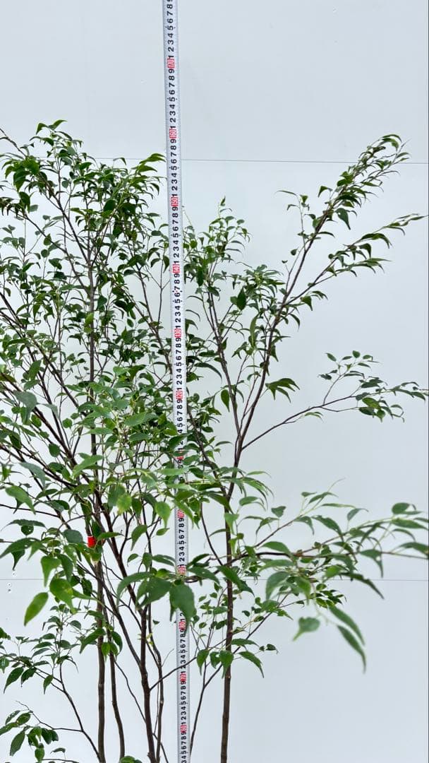 美しい樹形が魅力的 山採り ハイノキ 株立 645 樹高1.6m位 高級樹