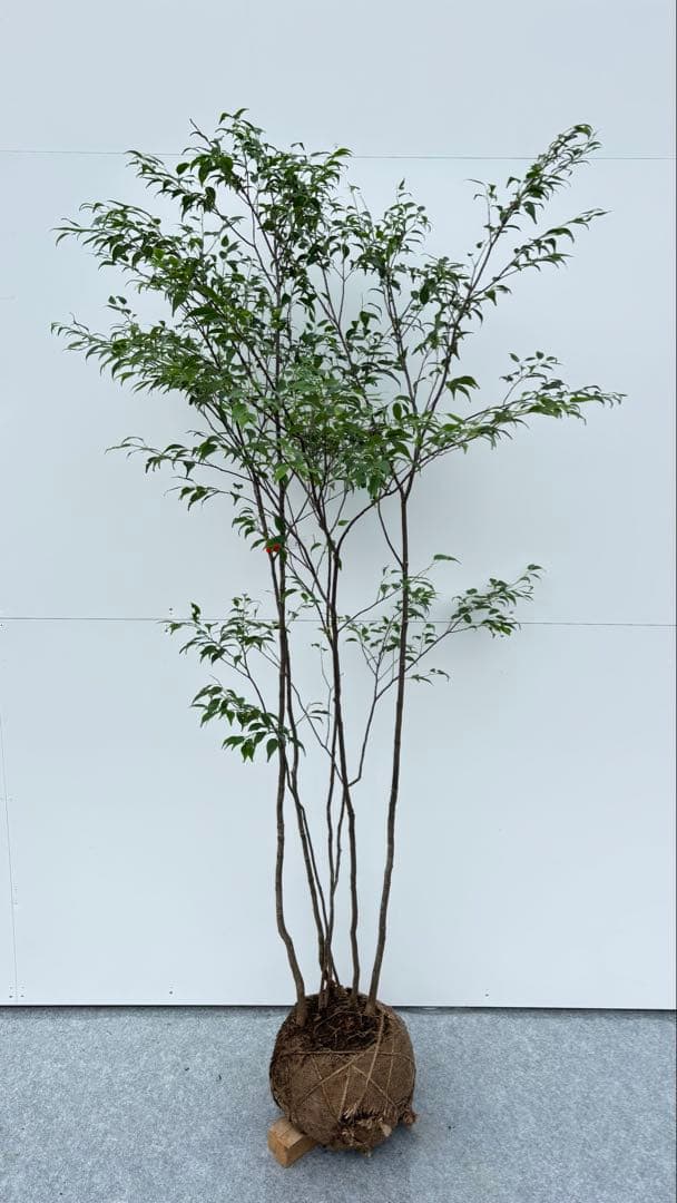 美しい樹形が魅力的 山採り ハイノキ 株立 645 樹高1.6m位 高級樹