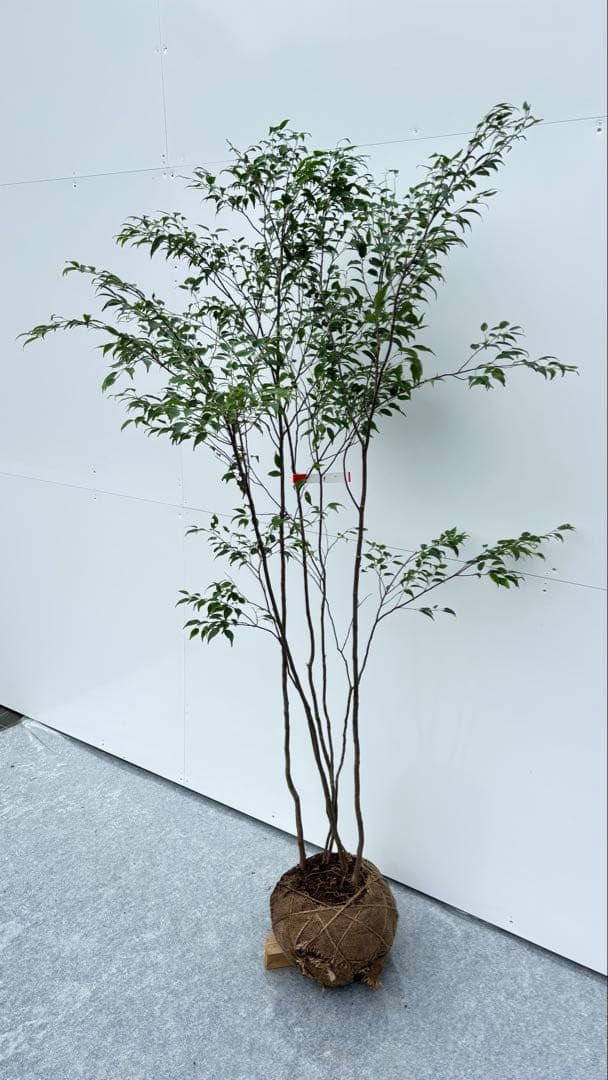 美しい樹形が魅力的 山採り ハイノキ 株立 645 樹高1.6m位 高級樹