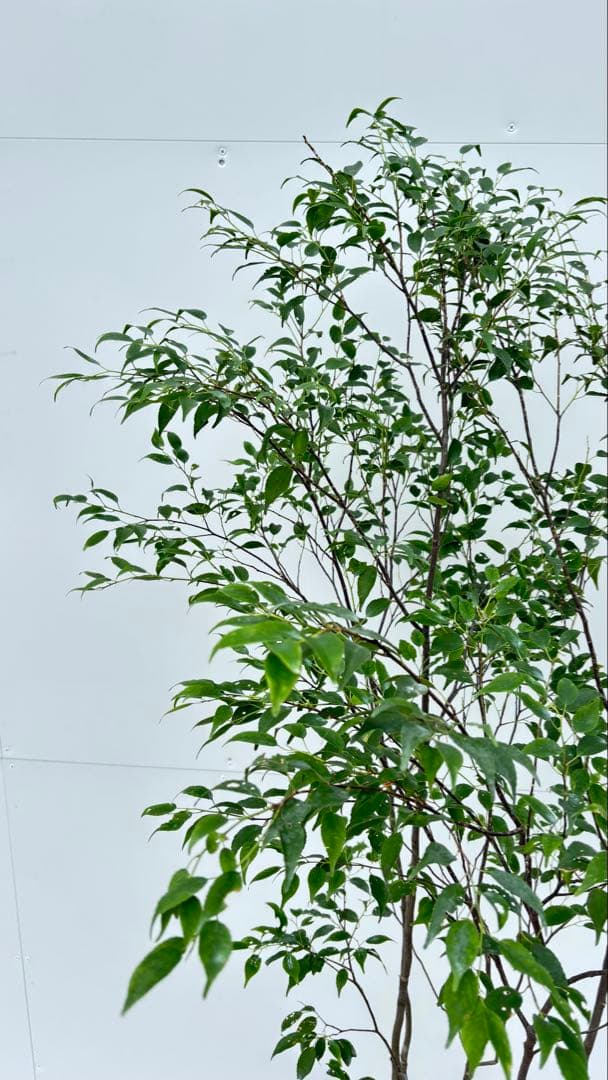 美しい樹形が魅力的 山採り ハイノキ 株立 645 樹高1.6m位 高級樹