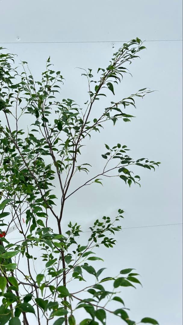 美しい樹形が魅力的 山採り ハイノキ 株立 645 樹高1.6m位 高級樹