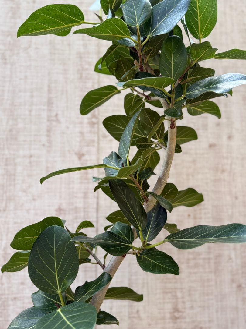 ☆ フィカス ベンガレンシス♪150cm リビングサイズ 曲がりフォルム♪