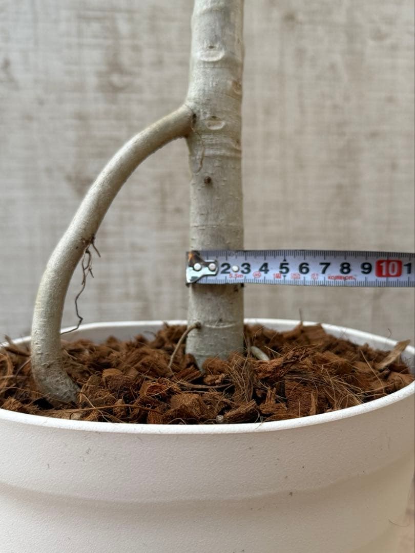 ☆ フィカス ベンガレンシス♪150cm リビングサイズ 曲がりフォルム♪